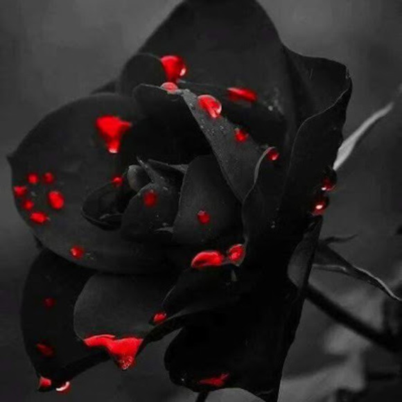 Meet your Posher, Olivia - Picture 1 of 1